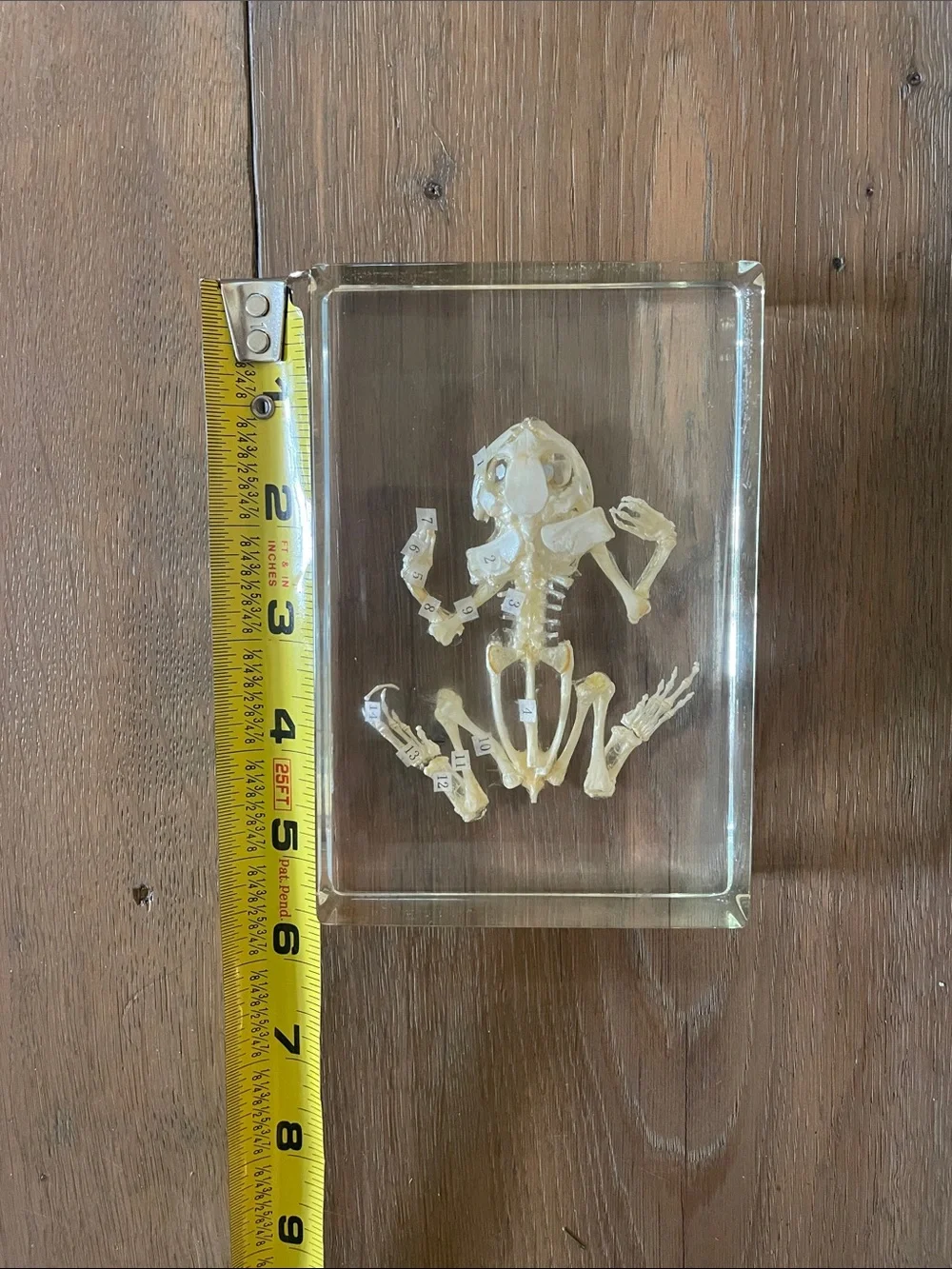 Frog Skeleton! New! - Picture 2 of 10